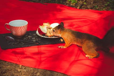 Squirrel eating Stock Photos