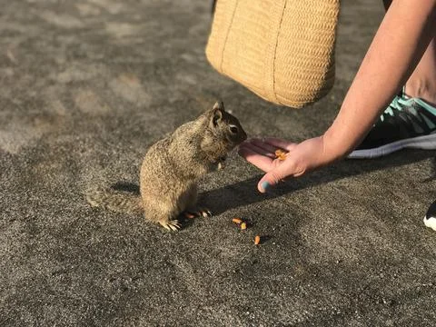 Squirrel eating Foto stock