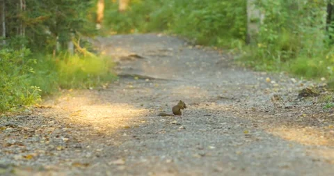 A Squirrel Eating A Pine Cone Stock Footage 307067711