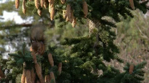 Squirrel eating a pine cone on the top of a conifer tree one sunny summer day Stock Footage 12713150