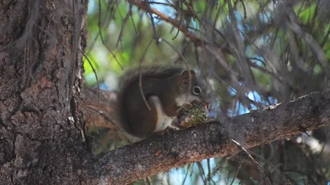 Squirrel eating pine cone on a tree branch Stock Footage 205078462