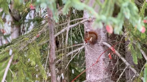Squirrel eating pine cone on a tree branch during snowfall in a conifer forest. Stock Footage 327396804