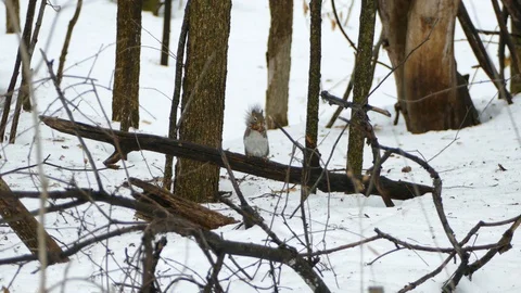 Squirrel eating a pine cone while perched on broken branch in winter Stock Footage 97463573