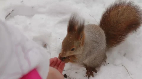 Squirrel eating pine nuts from human hands 库存影片 45887956
