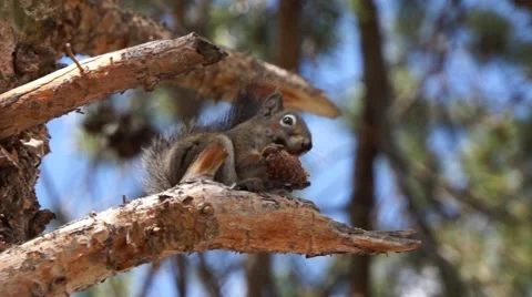 Squirrel Eating Pinecone Video stock 42942180