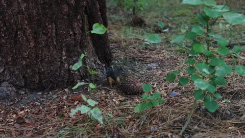 A squirrel eating a pinecone in the forest. 스톡 동영상 331415048