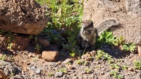 Squirrel eating plant close up Stock Footage 233532124