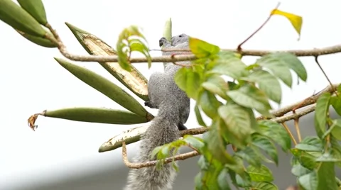Squirrel is eating plant Stock Footage 48475031