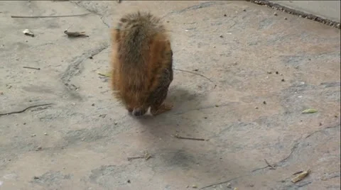 Squirrel Eating Pods off Ground Vídeo Stock 12044737
