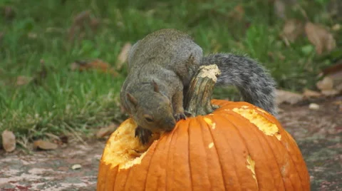 Squirrel eating pumpkin 2 Stock Footage 68755219