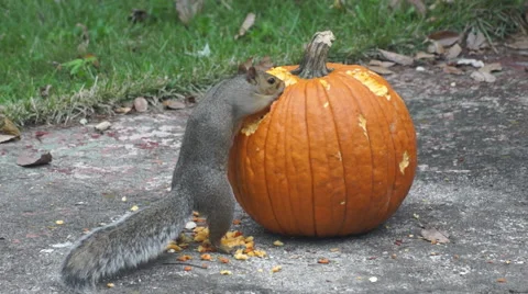 Squirrel eating pumpkin 4 Stock Footage 68755895