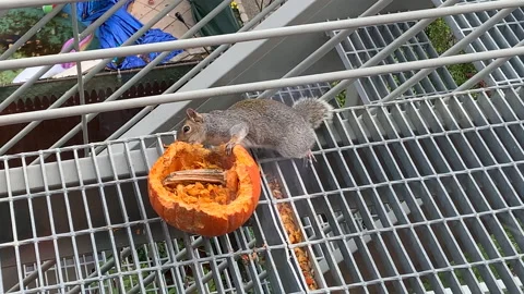 Squirrel eating a pumpkin on a fire escape Stock Footage 142377852