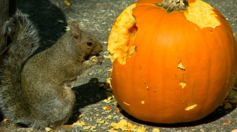 Squirrel eating pumpkin Stock Footage 55497260