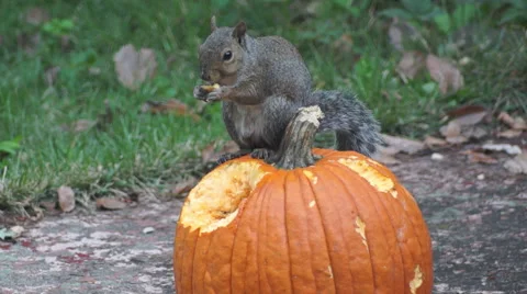 Squirrel eating pumpkin Stock Footage 68756707