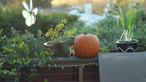 Squirrel Eating Pumpkin Stock Footage 83898582