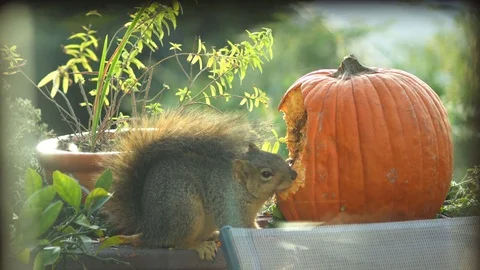 Squirrel Eating Pumpkin Stock Footage 83899133