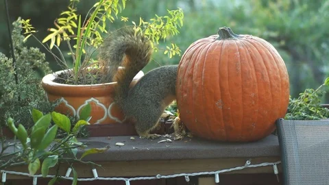 Squirrel Eating Pumpkin Stock Footage 83899544