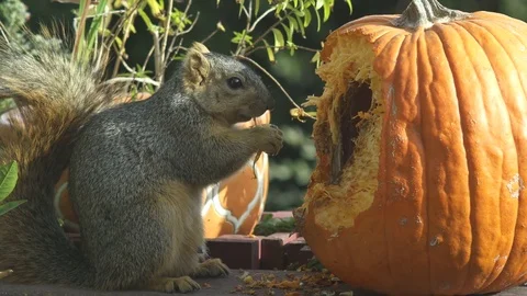 Squirrel Eating Pumpkin Stock Footage 83899581