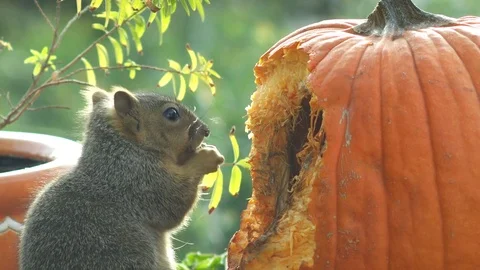 Squirrel Eating Pumpkin Stock Footage 83899656