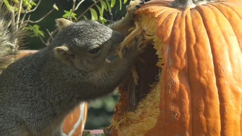 Squirrel Eating Pumpkin Stock Footage 83899918