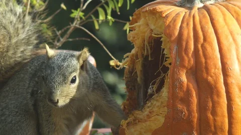 Squirrel Eating Pumpkin Stock Footage 83900740