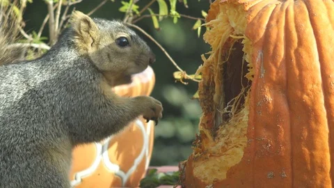 Squirrel Eating Pumpkin Stock Footage 83901370