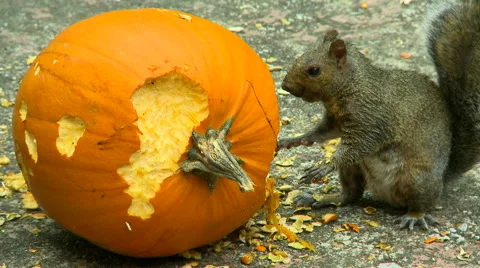 Squirrel eating pumpkin goo Stock Footage 55497770