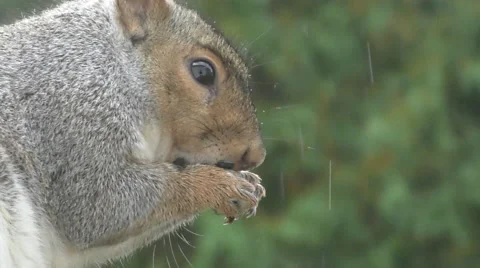 Squirrel Eating in the Rain Stock Footage 69057832