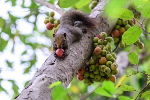 Squirrel eating a red fig fruit on tree. Stock Photos
