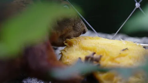 Squirrel Eating Ripe Yellow Mango in Close-Up Stock Footage 344822332