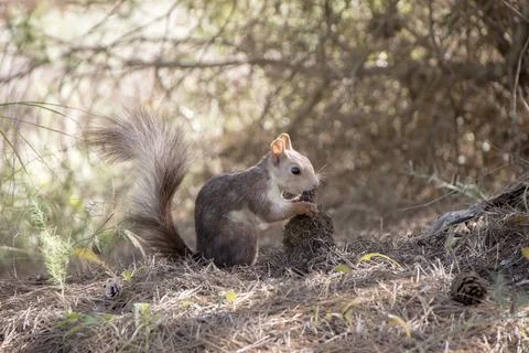 A squirrel eating roots Stock Photos