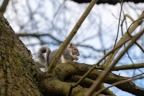 Squirrel eating safely on the top of a tree Stock Photos