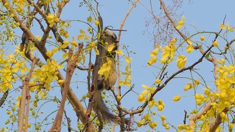 Squirrel eating seed of flower on tree Stock Footage 105979919