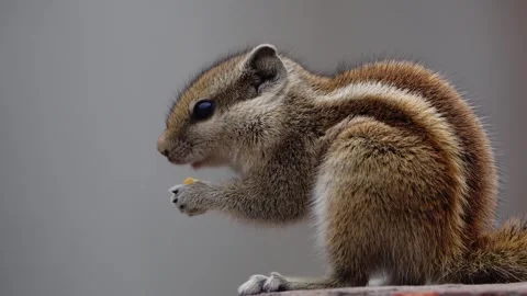Squirrel Eating Seed by Holding in its Tiny Hands during Daytime in Delhi, India Stock Footage 260401763