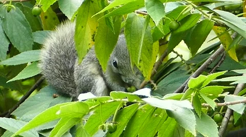 Squirrel eating seed on tree. Video stock 56132679