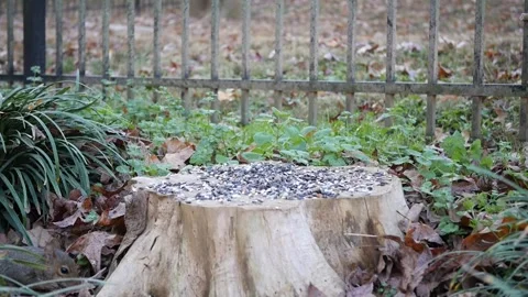 Squirrel eating seeds get surprised by other squirrel Stock Footage 259721419
