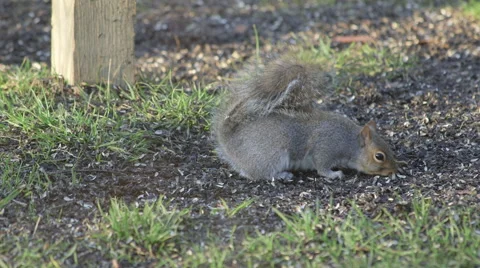 Squirrel eating seeds on the ground Stock Footage 45921418
