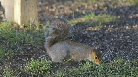 Squirrel eating seeds off the ground Stock Footage 45922287