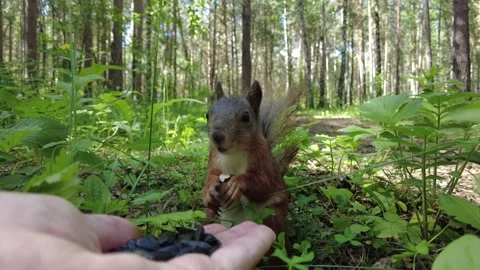 The squirrel eating the seeds from hand Stock Footage 300531642