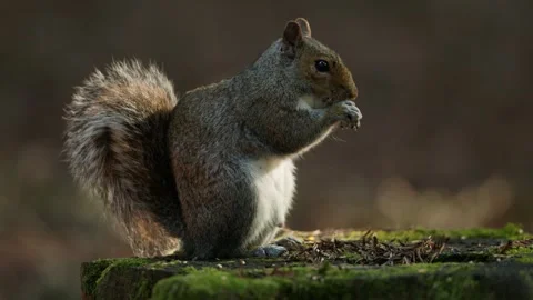 Squirrel Eating Seeds on a Mossy Tree Stump in a Forest Setting Vidéo 331108471