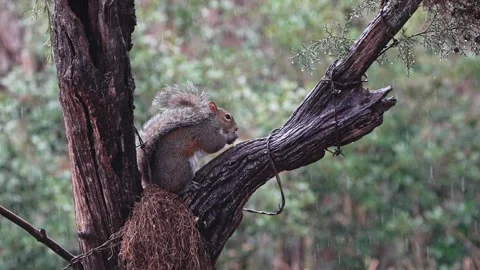 A squirrel eating seeds perched on tree branch Vídeo Stock 334664418