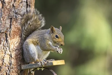 Squirrel eating seeds on a small platform. Stock Photos