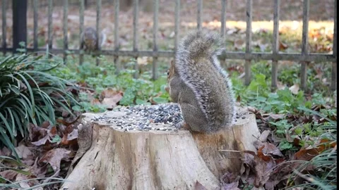 Squirrel eating seeds on tree stump Stock Footage 259721417