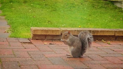 Squirrel eating snack on backyard patio. Grey squirrel sitting on bricks near Stock Footage 301991645