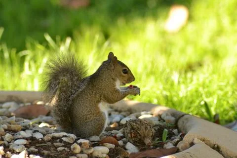 Squirrel Eating a Snack Stock-Fotos