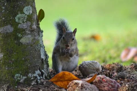 Squirrel Eating a Snack Stock-Fotos