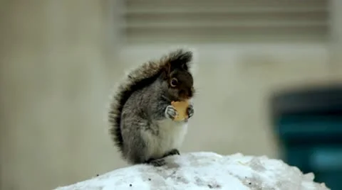 Squirrel Eating On Snow Stock Footage
