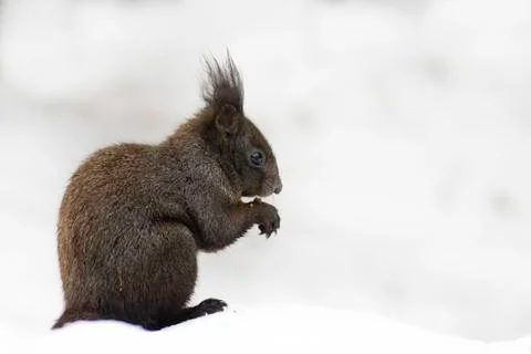 Squirrel eating  in the snow Stock Photos