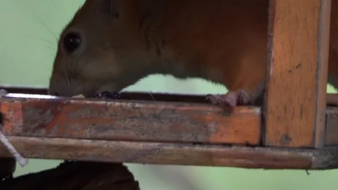 A squirrel is eating something in a bird feeder Stock Footage 251207240