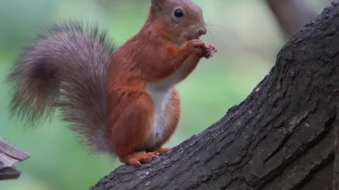 A squirrel is eating something in a bird feeder Stock Footage 253109520
